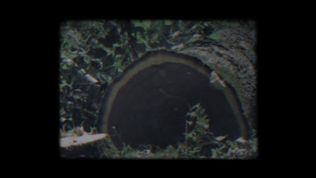 Freshly cut tree stump in grainy 8mm-style footage