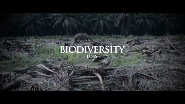 Elephant on cleared land beside an oil palm plantation, with the title &ldquo;Biodiversity loss&rdquo;
