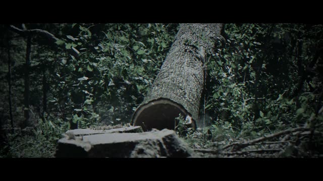 Felled trunk and stumps on a forest floor
