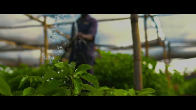 Water sprayed over seedlings in a tree nursery