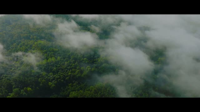 Clouds drifting over rainforest canopy